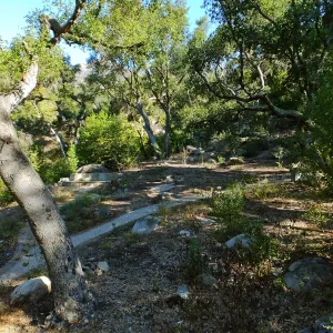 Wooded Dell, newly planted trees