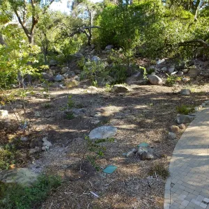 Wooded Dell, newly planted trees