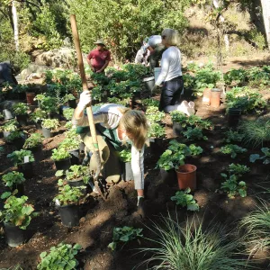 Wooded Dell, Heuchera planting, Garden Club of Santa Barbara volunteers