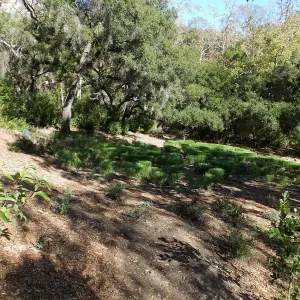 Centennial Maze