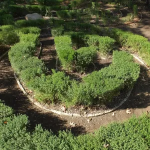 Centennial Maze