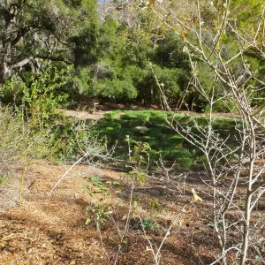 Centennial Maze