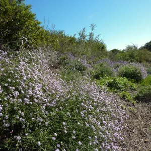 Verbena â€˜Paseo Rancho'