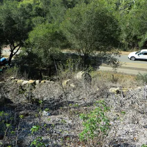 Slope above Mission Cyn Rd