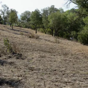Slope above Mission Cyn Rd
