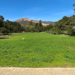 Meadow wildflower germination