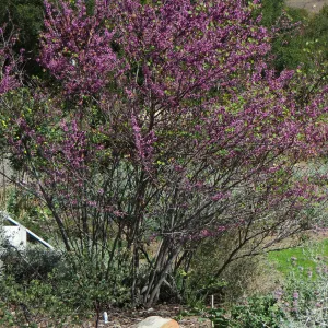 Cercis occidentalis in the Meadow
