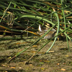 Sora Rail in the Garden Pond