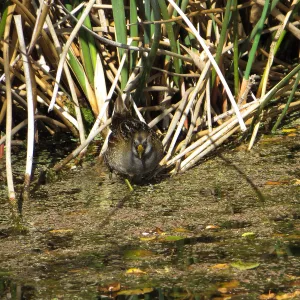 Sora Rail in the Garden Pond