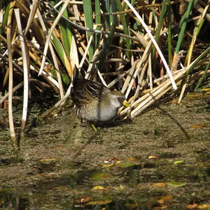 Sora Rail in the Garden Pond