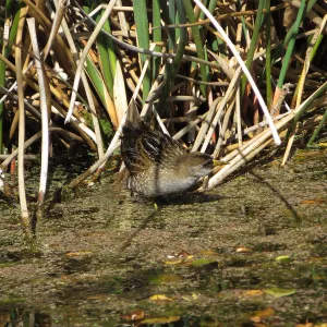 Sora Rail in the Garden Pond
