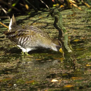 Sora Rail in the Garden Pond