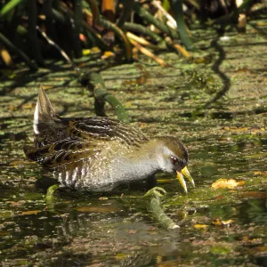 Sora Rail in the Garden Pond