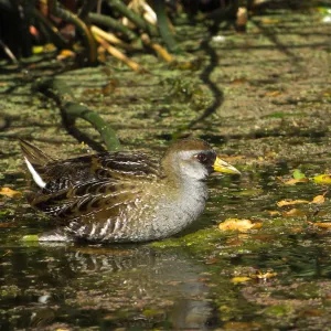 Sora Rail in the Garden Pond
