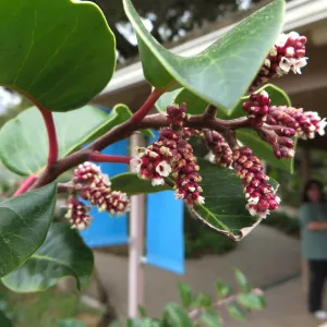 Rhus ovata