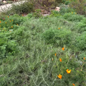 Artemesia Canyon Gray, Ground Cover display