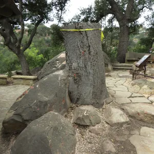 Oak stump
