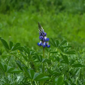 Frist Lupine (Lupinus succulentus) in the Meadow