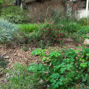 Mimulus Evelyn