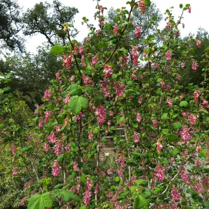Ribes sanguineum