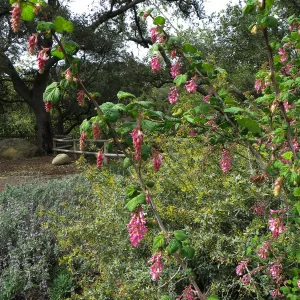 Ribes sanguineum