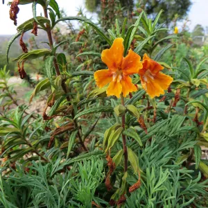 Mimulus sp