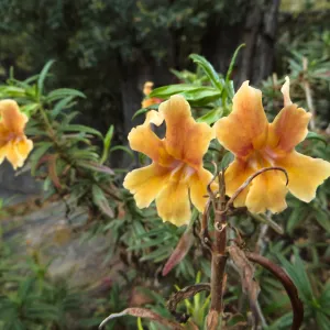 Large flowered Mimulus rutilis