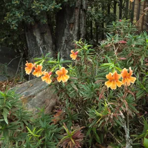 Large Flowered Mimulus rutilis