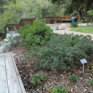 Ceanothus Wheeler Canyon in Home Demo Garden