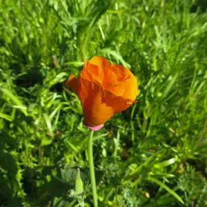First Poppy flower in Meadow display