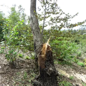 Quercus with fire damage, Porter Trail