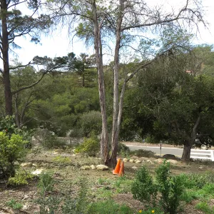 Quercus with fire damage, Porter Trail