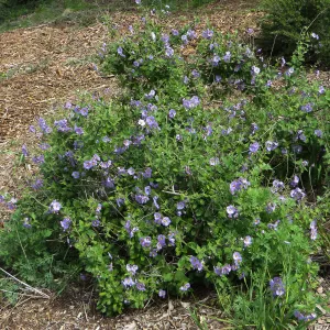 Solanum sp