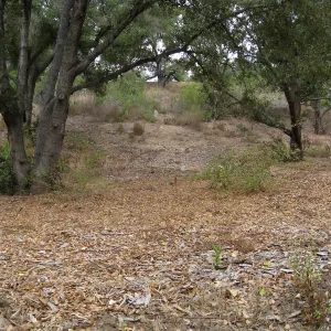 Old Island Section