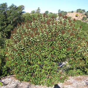Malosma laurina
