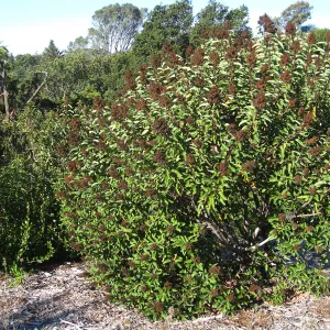 Malosma laurina