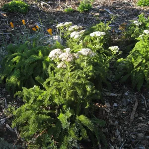 Achillea (yarrow) Sonoma Coast in Ground Cover Display