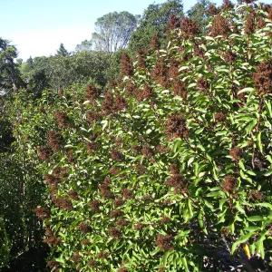 Malosma laurina