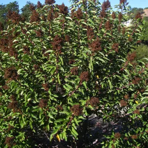 Malosma laurina