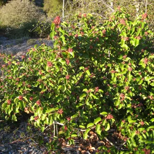 Rhus ovata