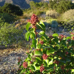 Rhus ovata