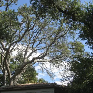 Oak tree over the Lockwood de Forest Kiosk, before removal