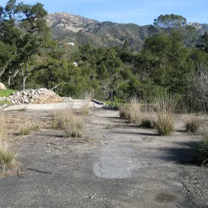 Site of burned down Directors residence, Deer Grass growing