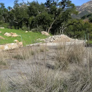 Site of burned down Directors residence, Deer Grass growing