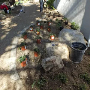 Home Demonstration Garden Renovation, first day of replanting work