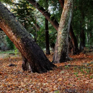 Redwood Section after rain
