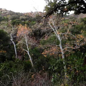 Canyon trees after rain