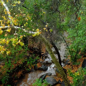 View from Canyon rim, adjacent to Cottage after rainfall