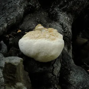 Lion’s Mane Mushroom, Hericium erinaceus