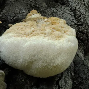 Lion’s Mane Mushroom, Hericium erinaceus